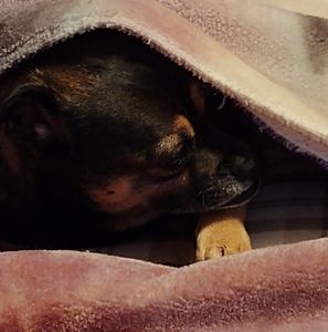 Meet your Posher, Roxane